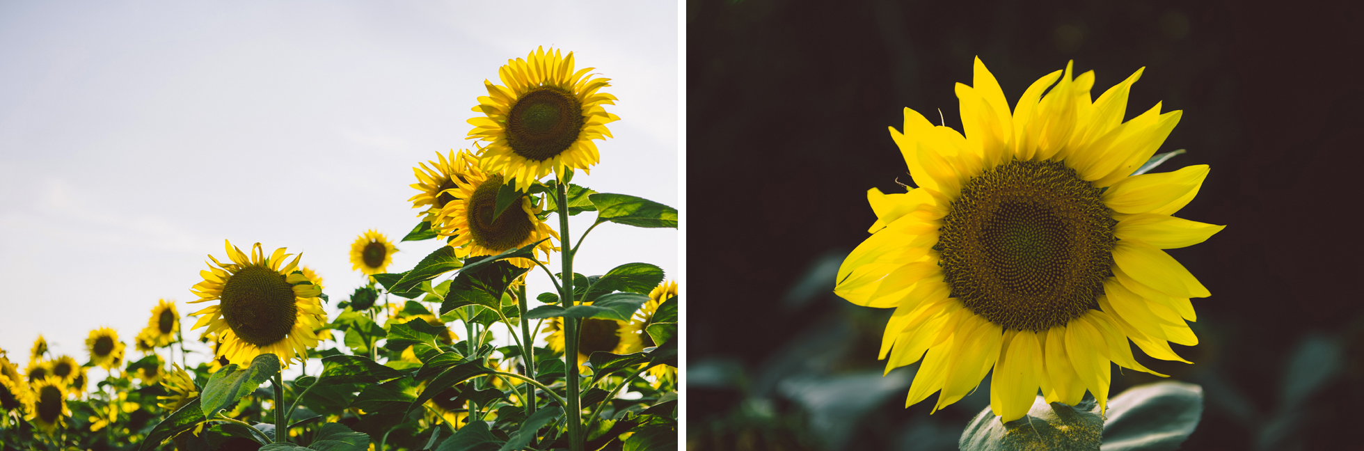tuscany toscana italy sunflower Cortona Toscana italien