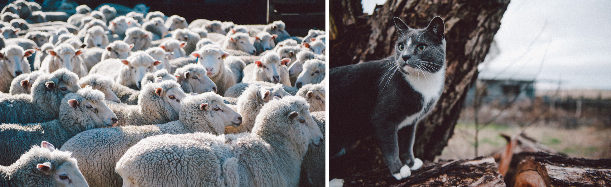 australia sydney farm sheep cat three