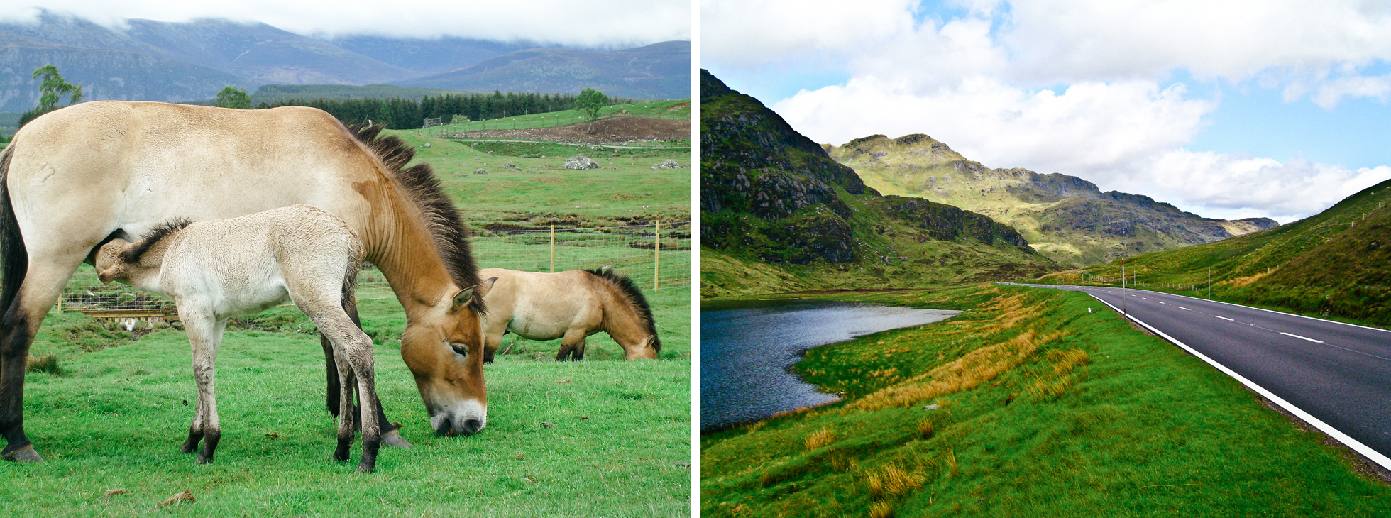 scotland road horses horse field grass green skottland landskap